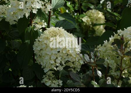 Hortensia paniculata Rosa Dame. Blumen im Garten im Freien. Hortensia paniculata im Herbstgarten. Stockfoto