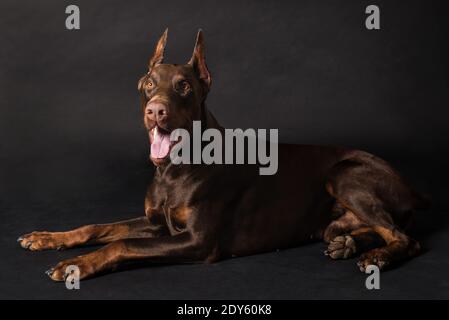 Chocolate doberman boy Studio Fotos Stockfoto
