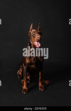 Chocolate doberman boy Studio Fotos Stockfoto