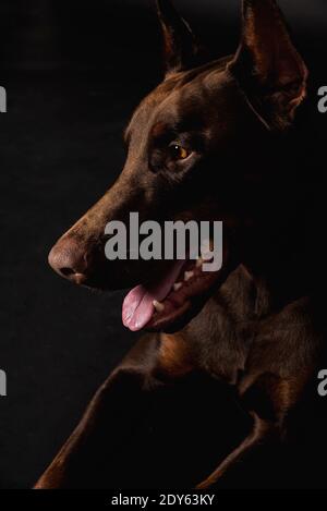 Chocolate doberman boy Studio Fotos Stockfoto