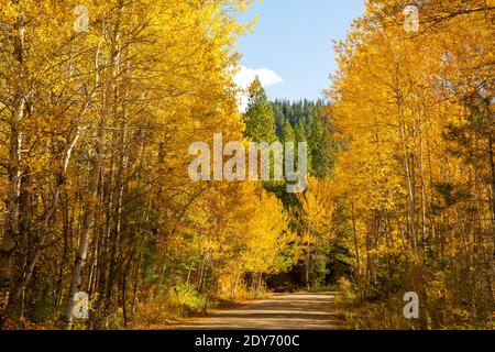 WA18833-00...WASHINGTON - Herbstfarben aufhellende Blätter von Espenbäumen entlang einer Waldstraße in der Nähe von Highway 2. Stockfoto