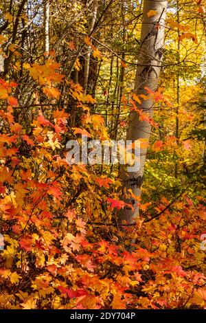 WA18834-00...WASHINGTON - farbenfrohe Ahornblätter wachsen an der Basis von Espenbäumen entlang einer Waldstraße in der Nähe des Highway 2. Stockfoto