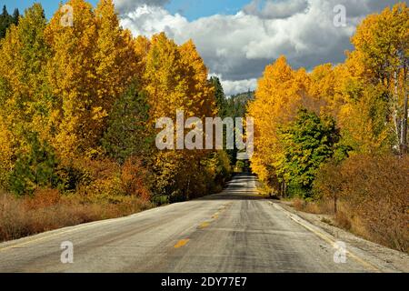 WA18849-00...WASHINGTON - bunte Espe boardering eine Hinterstraße in der Nason Creek Valley. Stockfoto