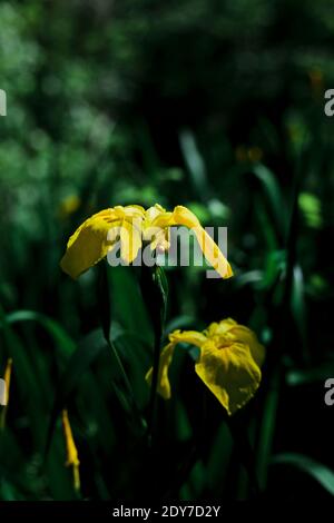 Gelbe Flagge Iris Virignia Wildflower Stockfoto
