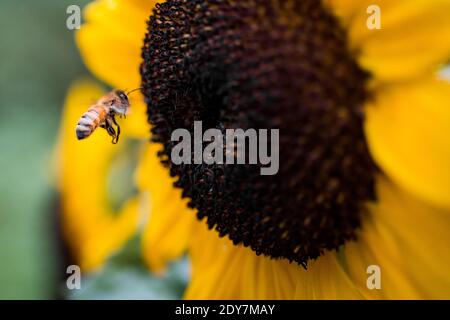 Honigbiene landet auf Sonnenblume für die Bestäubung in Washington Stockfoto
