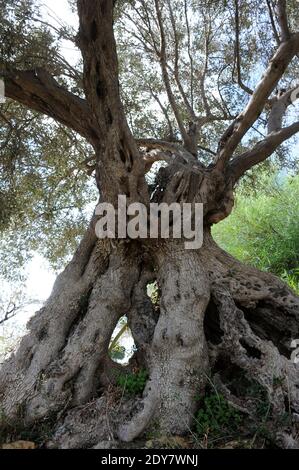 Sizilien, Italien - November 2014 : im majestätischen Tal der Tempel von Agrigento, einem UNESCO-geschützten Ort, ernten die Arbeiter Mitte Herbst die Oliven, aus denen ein natives Olivenöl extra hergestellt wird. Sie werden die "Patriarchen des Tals der Tempel" genannt. Ihre Stämme verdrehen sich, als ob sie zwischen Himmel und Erde schweben, was einen Schmerz und ein Leiden ausdrückt, das die Nacht der Zeit zu erzählen scheint. Der älteste dieser Bäume soll vor 700 Jahren zuerst gekeimt sein. Aus diesen Früchten wird ein kostbarer Nektare gewonnen, eines der seltensten Olivenöle des Mittelmeers Stockfoto