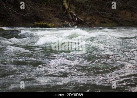 Nahaufnahme des aufwüchsenden Wassers an der Nordgabel des Willamette-Flusses in Westfir, Oregon. Stockfoto
