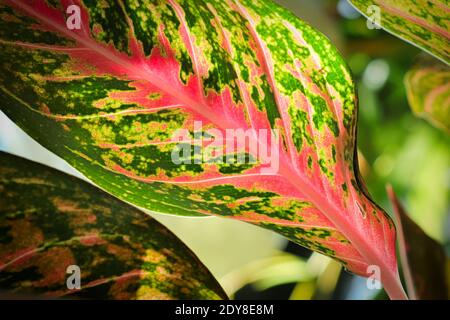 Makro der gesprenkelten Varigation auf einer chinesischen Evergreen Pflanze. Stockfoto