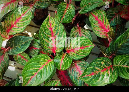 Draufsicht auf rosa und grüne aglaonema-Blätter. Stockfoto