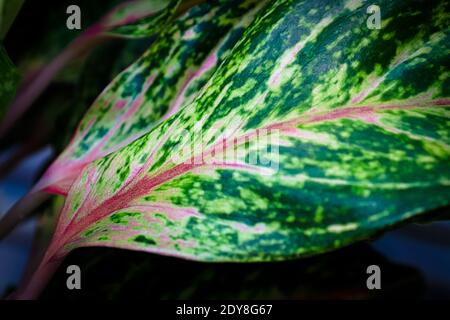Rosa Stängel auf einem aglaonema-Hauspflanzenblatt. Stockfoto