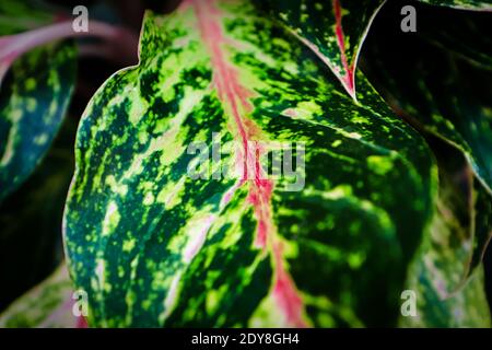 Rosa Stängel auf einem aglaonema-Hauspflanzenblatt. Stockfoto