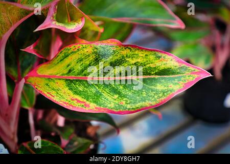 Rosafarbene Stiele und Ränder auf einem aglaonema-Hauspflanzenblatt. Stockfoto