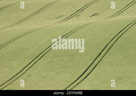 Traktorspuren, die in dieser Szene der South Downs von East Sussex, England, ein Muster durch das Maisfeld erzeugen. Hügeliges Land wirkt teppichartig. Stockfoto