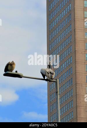 Colombo, Sri Lanka. Dezember 2020. Zwei Pelikane stehen am 24. Dezember 2020 in Colombo, Sri Lanka, auf einem Lichtmast. Quelle: Tang Lu/Xinhua/Alamy Live News Stockfoto