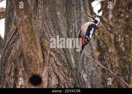 Buntspecht auf einer Kiefer an einem Frühlingsmorgen im hohlen Gebäude. Stockfoto