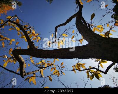 Die goldgelben Winterbonbons blühen mit einem angenehmen Blumenduft auf den Straßen, Grünflächen, Parks und Gemeinden in Shanghai, China, 21 Decem Stockfoto