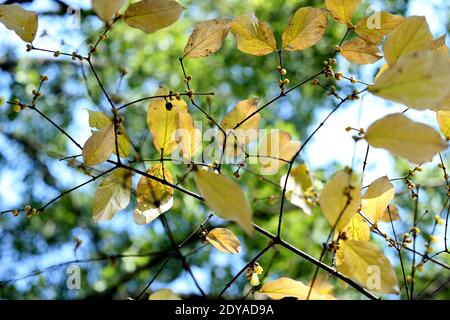 Die goldgelben Winterbonbons blühen mit einem angenehmen Blumenduft auf den Straßen, Grünflächen, Parks und Gemeinden in Shanghai, China, 21 Decem Stockfoto