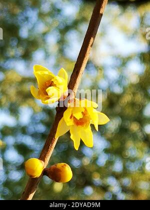 Die goldgelben Winterbonbons blühen mit einem angenehmen Blumenduft auf den Straßen, Grünflächen, Parks und Gemeinden in Shanghai, China, 21 Decem Stockfoto