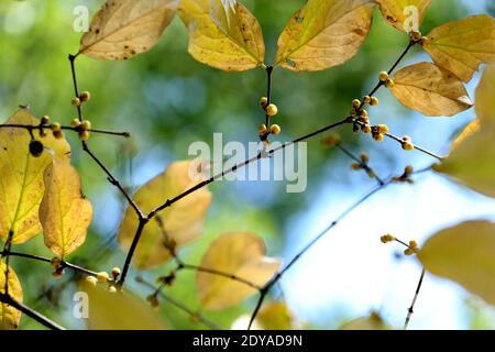 Die goldgelben Winterbonbons blühen mit einem angenehmen Blumenduft auf den Straßen, Grünflächen, Parks und Gemeinden in Shanghai, China, 21 Decem Stockfoto