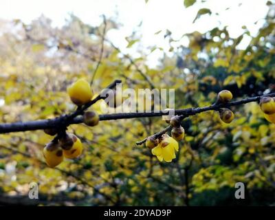 Die goldgelben Winterbonbons blühen mit einem angenehmen Blumenduft auf den Straßen, Grünflächen, Parks und Gemeinden in Shanghai, China, 21 Decem Stockfoto