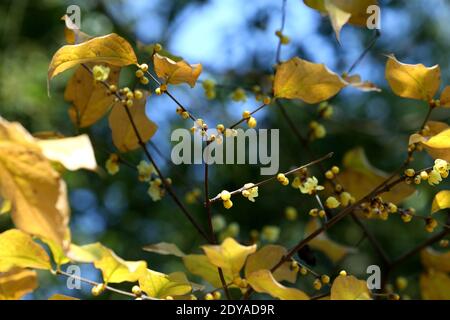 Die goldgelben Winterbonbons blühen mit einem angenehmen Blumenduft auf den Straßen, Grünflächen, Parks und Gemeinden in Shanghai, China, 21 Decem Stockfoto