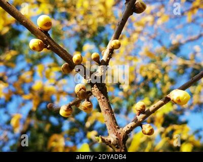 Die goldgelben Winterbonbons blühen mit einem angenehmen Blumenduft auf den Straßen, Grünflächen, Parks und Gemeinden in Shanghai, China, 21 Decem Stockfoto