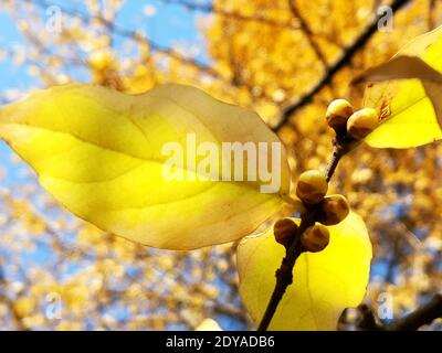 Die goldgelben Winterbonbons blühen mit einem angenehmen Blumenduft auf den Straßen, Grünflächen, Parks und Gemeinden in Shanghai, China, 21 Decem Stockfoto