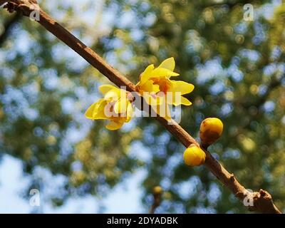 Die goldgelben Winterbonbons blühen mit einem angenehmen Blumenduft auf den Straßen, Grünflächen, Parks und Gemeinden in Shanghai, China, 21 Decem Stockfoto