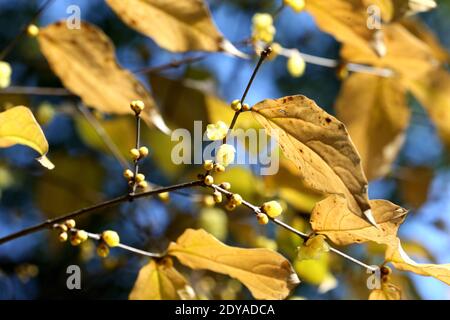 Die goldgelben Winterbonbons blühen mit einem angenehmen Blumenduft auf den Straßen, Grünflächen, Parks und Gemeinden in Shanghai, China, 21 Decem Stockfoto