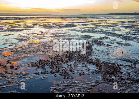 Hellblaue Soldatenkrabben (Mictyris longicarpus) Wanderung am Strand bei Sonnenaufgang, Poona, Fraser Coast Region, Queensland, QLD, Australien Stockfoto