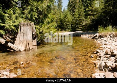 Ein in das kristallklare Wasser der unteren Ende der Ross Creek, in Lincoln County, Northwest Montana biegen. Ross Creek beginnt hoch in die Berge, Stockfoto