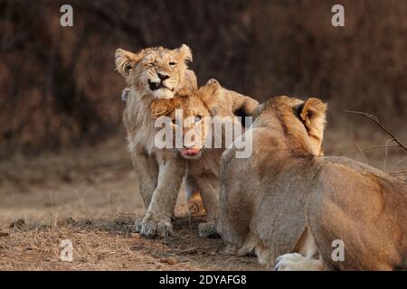 Asiatische Löwin verspielte Jungen Blick auf die Kamera, Gir Wald Indien. Stockfoto