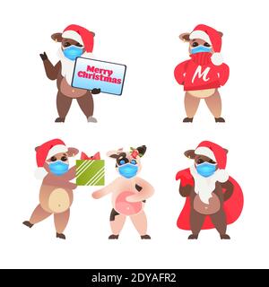 Set Oxes in santa Hüte feiern frohes neues Jahr niedlich Kühe Maskottchen Cartoon Figuren Sammlung voller Länge Vektor Illustration Stock Vektor