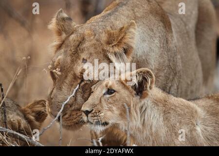 Asiatische Löwin mit ihrem Jungen im Gir-Wald, Indien. Stockfoto