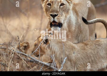 Asiatische Löwin mit ihrem Jungen im Gir-Wald, Indien. Stockfoto