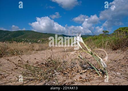 Seedaffodil (Pancratium maritimum), Insel Elba, Toskana, Italien Stockfoto