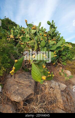 Kaktusbirne (Opuntia ficus indica) auf der Insel Elba, Toskana, Italien Stockfoto