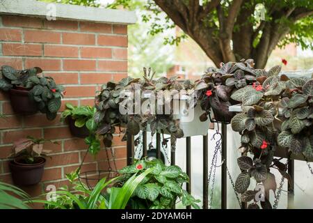 Blick auf die Gartenlandschaft, hängende Blumen und Pflanzen am Tor im Wohnhaus. Stockfoto