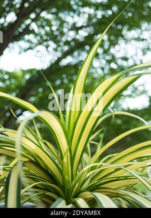 Chlorophytum Comosum, es auch als Spider Werk bekannt. Stockfoto