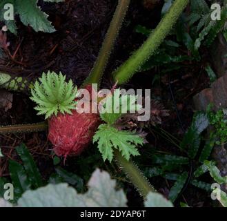 Neues Laub von gunnera manicata zeigt Farbkontraste in der Pflanze Stockfoto