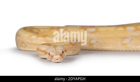 Kopfschuss der jungen erwachsenen Albino Boa Constrictor Schlange. Isoliert auf weißem Hintergrund. Stockfoto