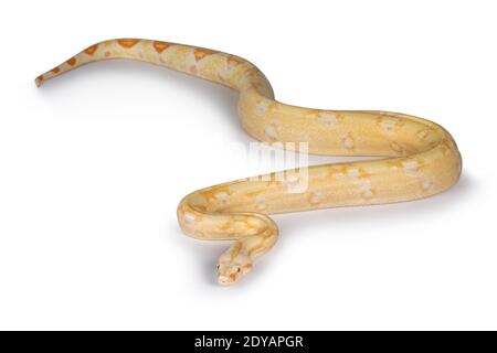 Junge Erwachsene Albino Boa Constrictor Schlange. Isoliert auf weißem Hintergrund. Stockfoto