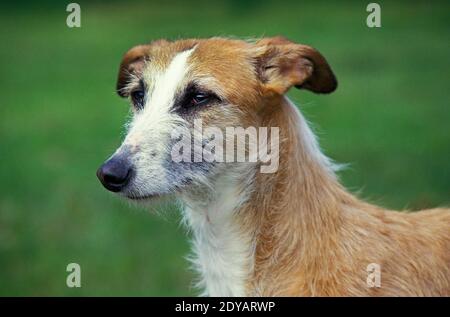 Spanisch rauhaar Galgo oder spanischen Windhund, Porträt von Erwachsenen Stockfoto