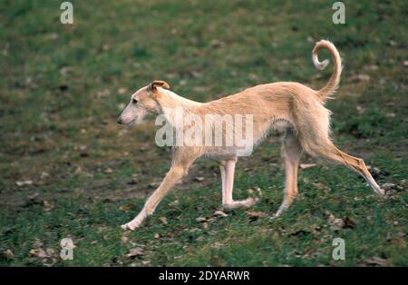 Spanisch rauhaar Galgo oder Spanischer Windhund Stockfoto