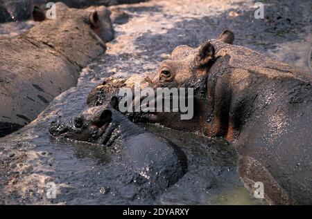 Hippopotamus, Hippopotamus amphibius, Mutter und Kalb in der Nähe des Sees, Virunga Park im Kongo Stockfoto