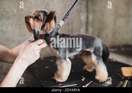 Prozess der endgültigen Scherung eines Hundes Haar mit einer Schere. Fang eines Hundes Blick Stockfoto