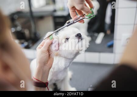 Malteser Hund im Friseursalon. Kleiner lächelnd Hund. Stockfoto