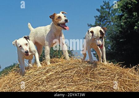 Jack Russel Terrier Hunde stehen auf Strohballen Stockfoto