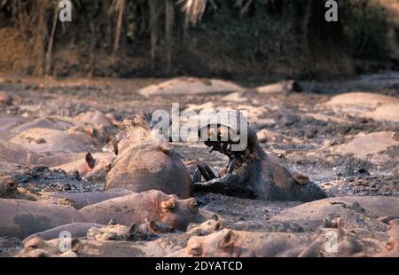 Nilpferd, Hippopotamus Amphibius, Erwachsene stehen in der Nähe von See, Virunga-Park im Kongo Stockfoto