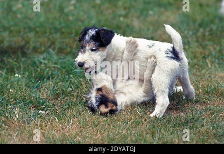 Drahthaariger Fuchs Terrier, Pup spielt Stockfoto